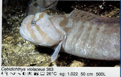 Cebidichthys violaceous